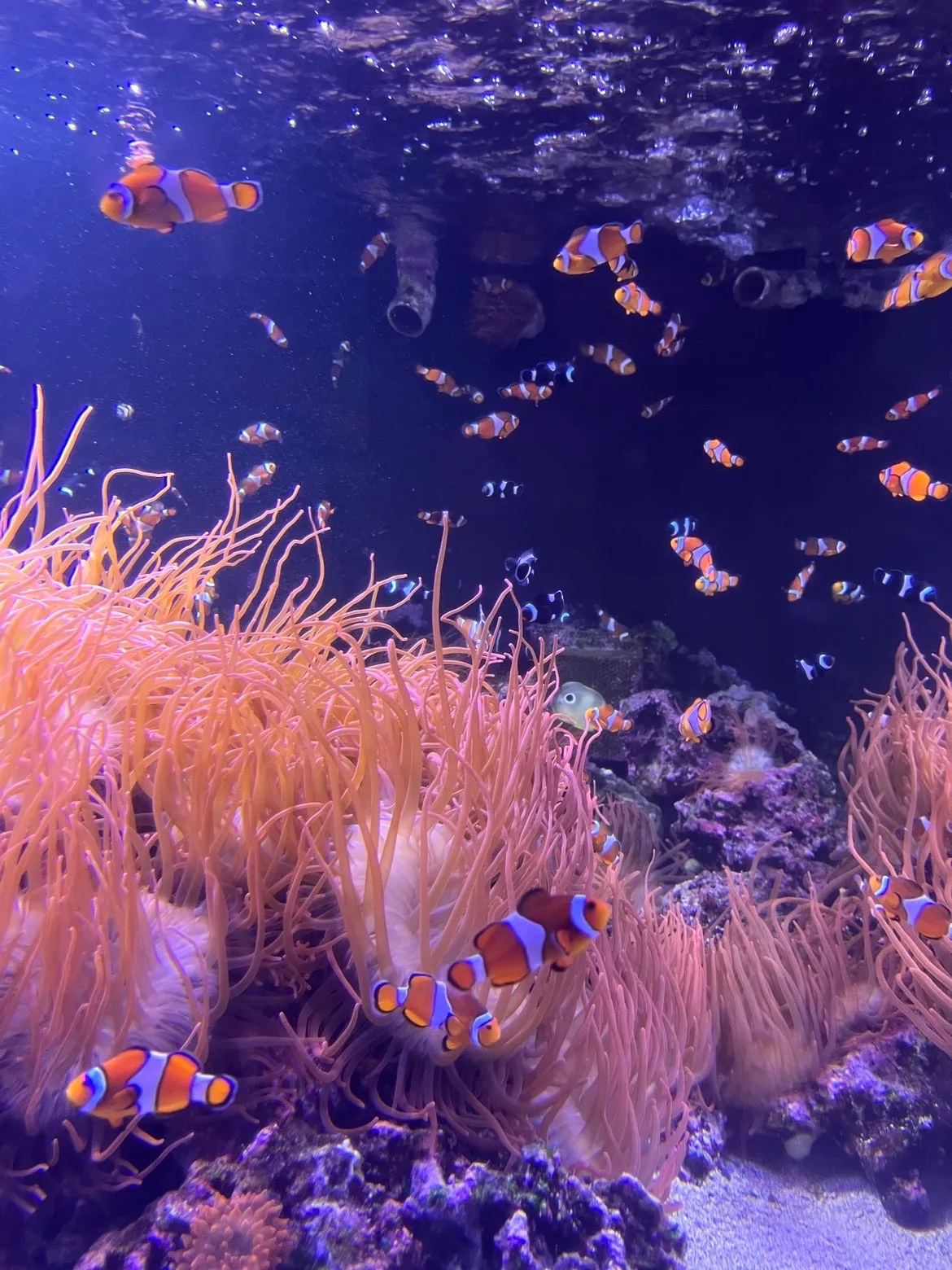 Trapped tropicals