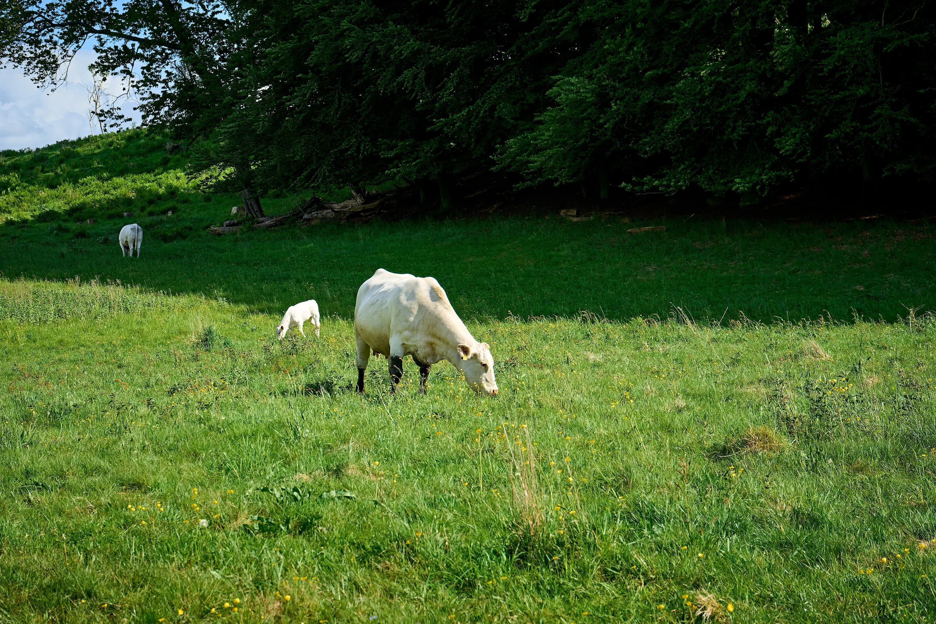 Cow and calf enjoying the fresh grass