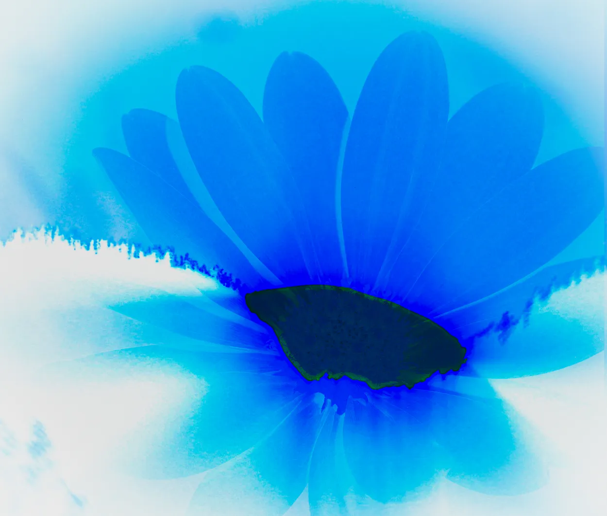 Inverted Daisy Sunrise