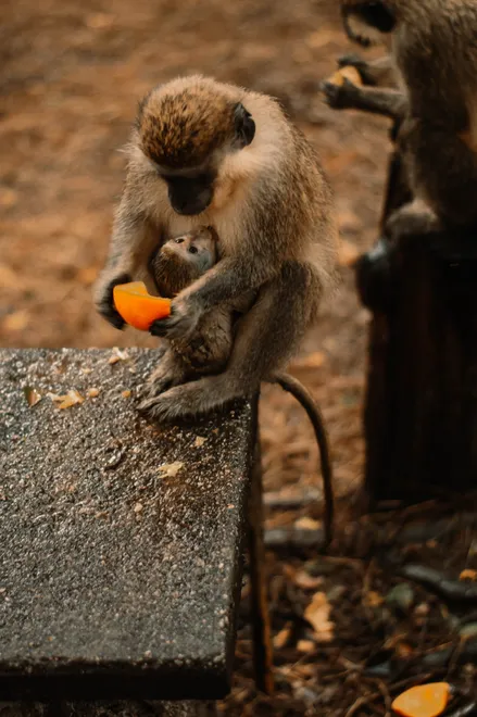 Wild Motherhood