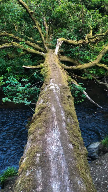 Nature’s Bridge.