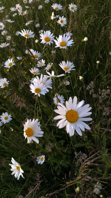 Not a daisy goes by that I don’t think of you.