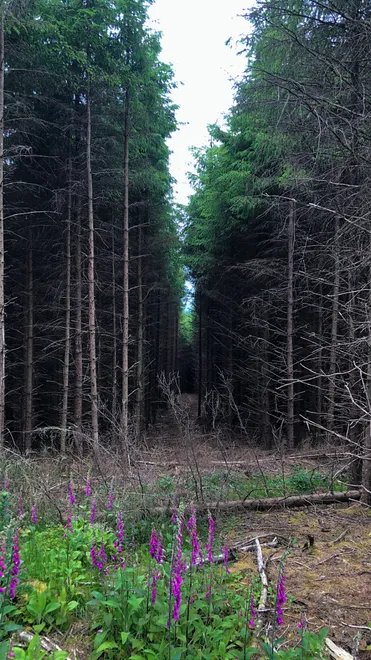 An eerie walk through the tall pines.