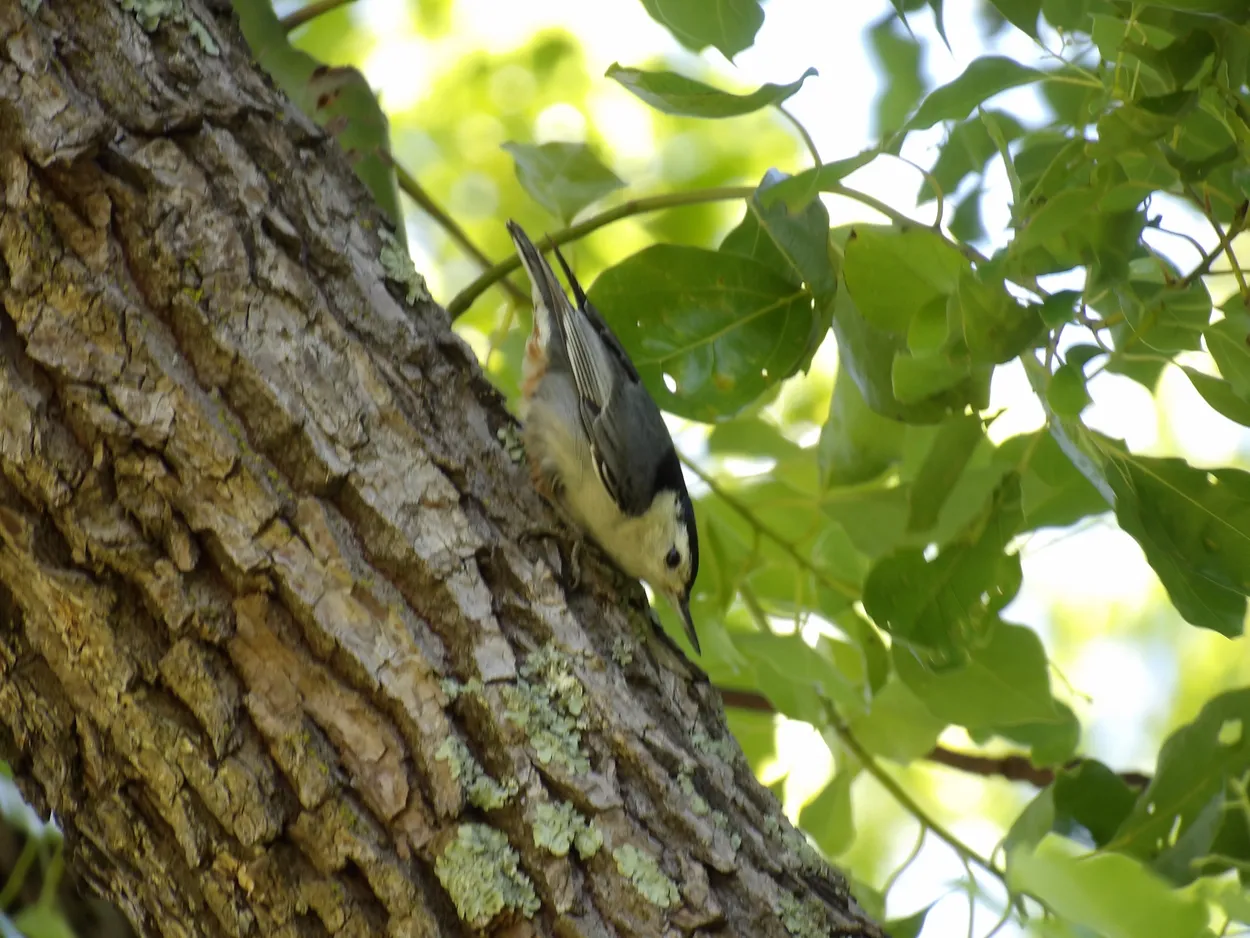 Sitta carolinensis, White-breasted Nuthatch
