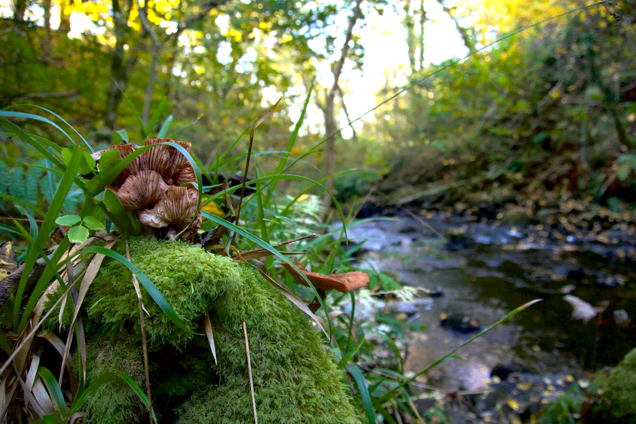 Mushrooms Among the Moss
