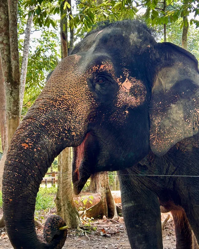 Elephant