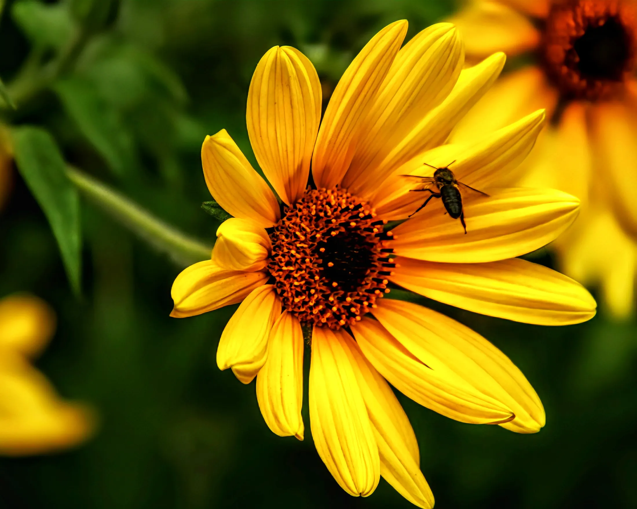 Golden Fibonacci