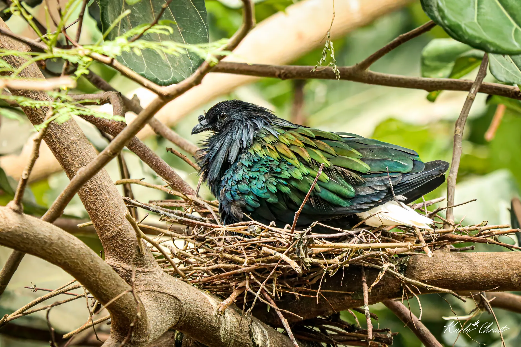 Nicobar Pigeon