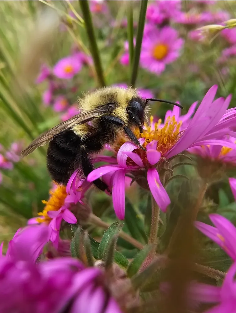 Within the Asters