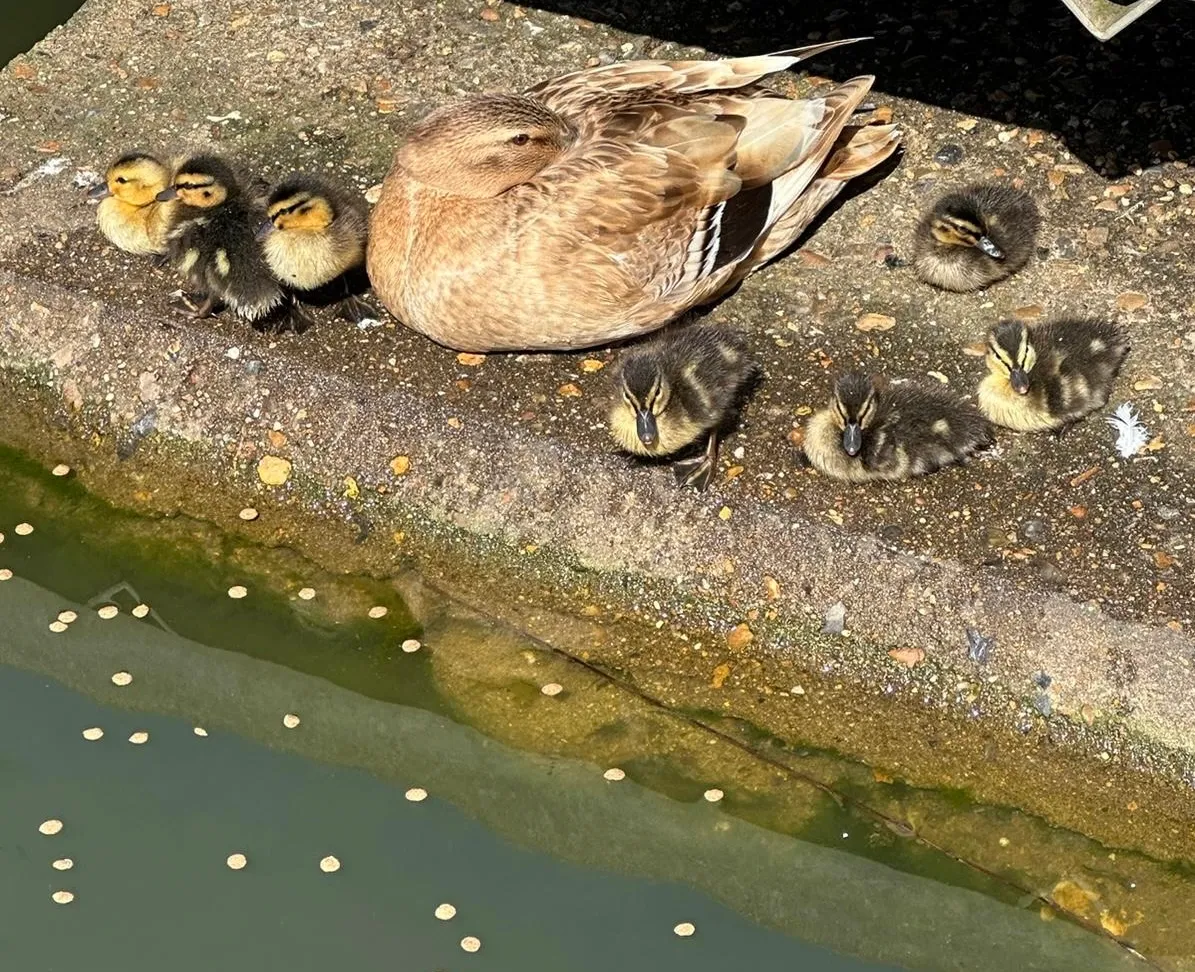 Quack Quack