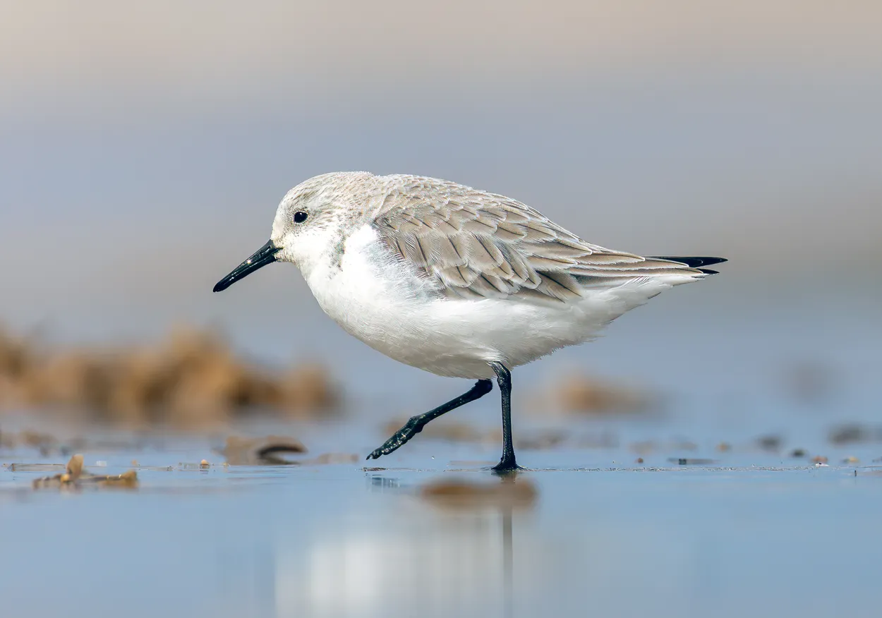 Sanderling