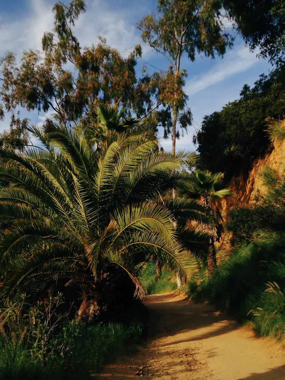 Palm Tree Pathway