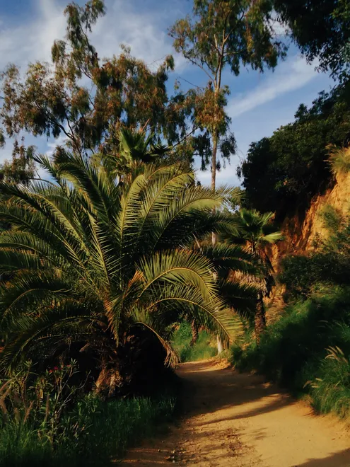 Palm Tree Pathway