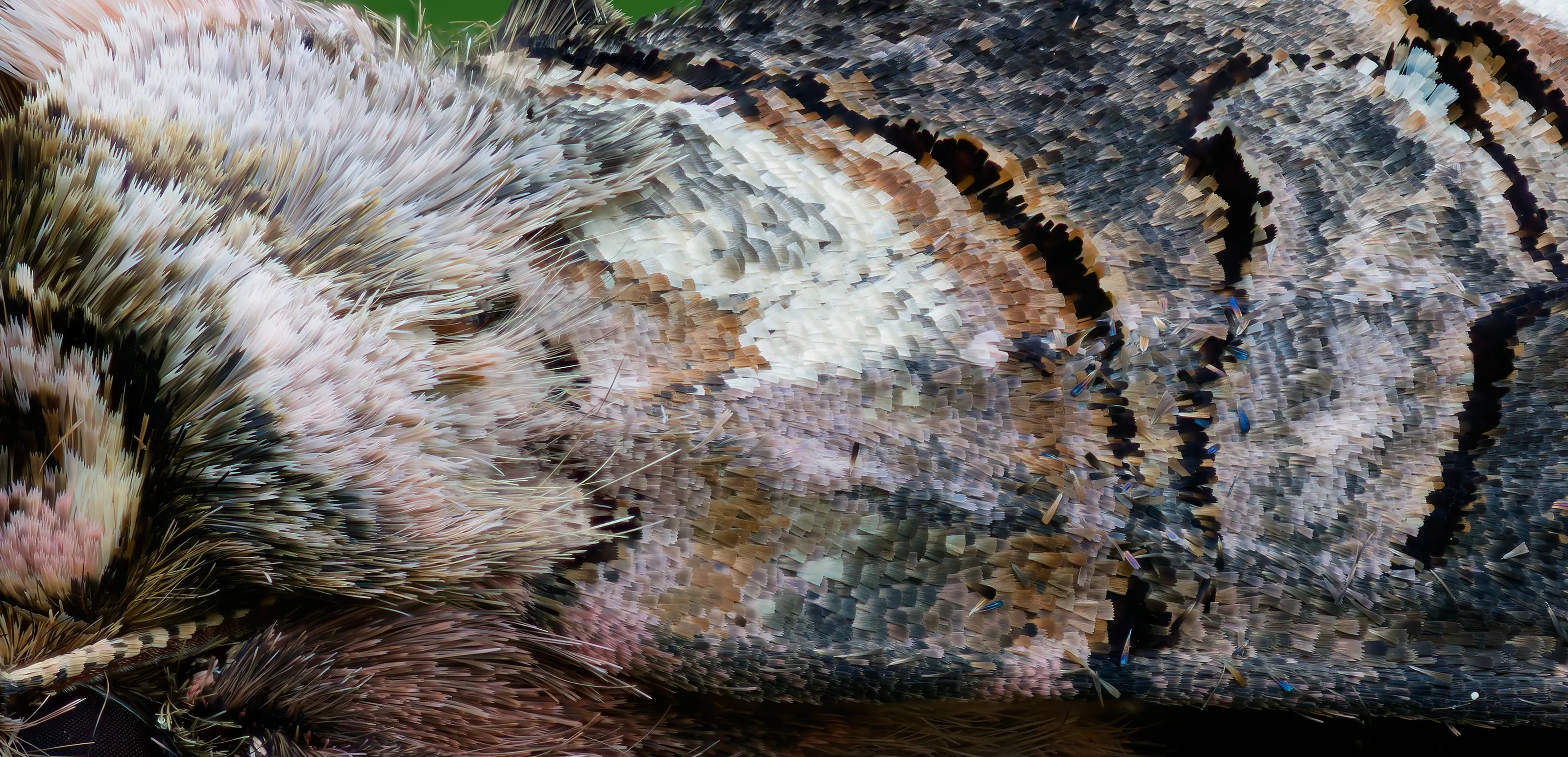 Details of Spectacle Moth wing
