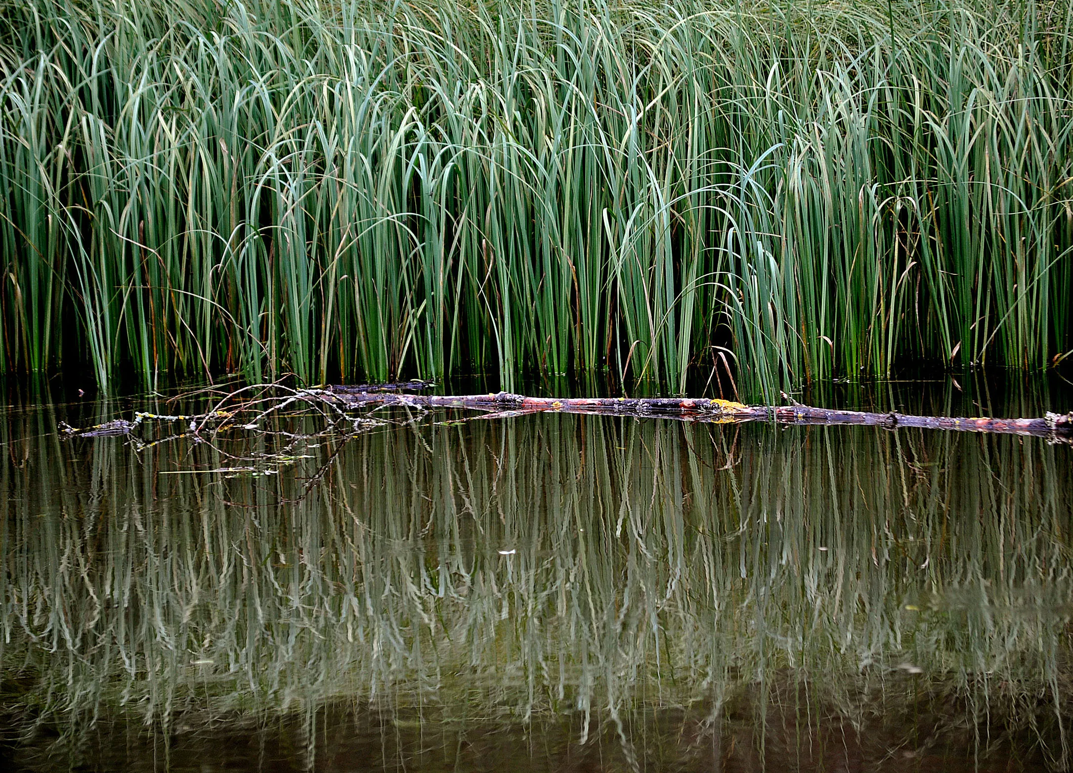 Blades of grass reflected