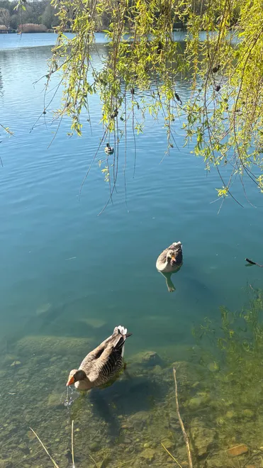 Thirsty ducks