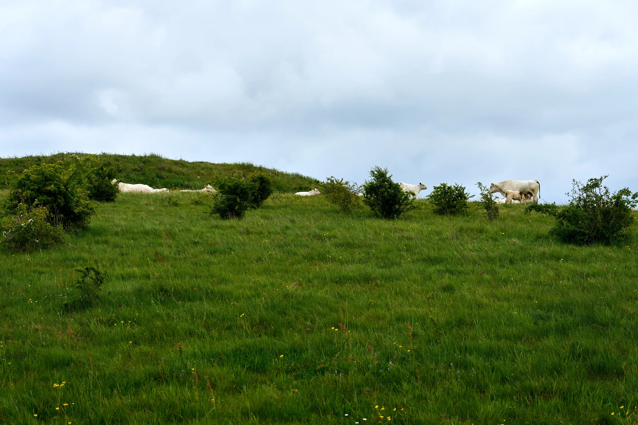 Cattle on a hill