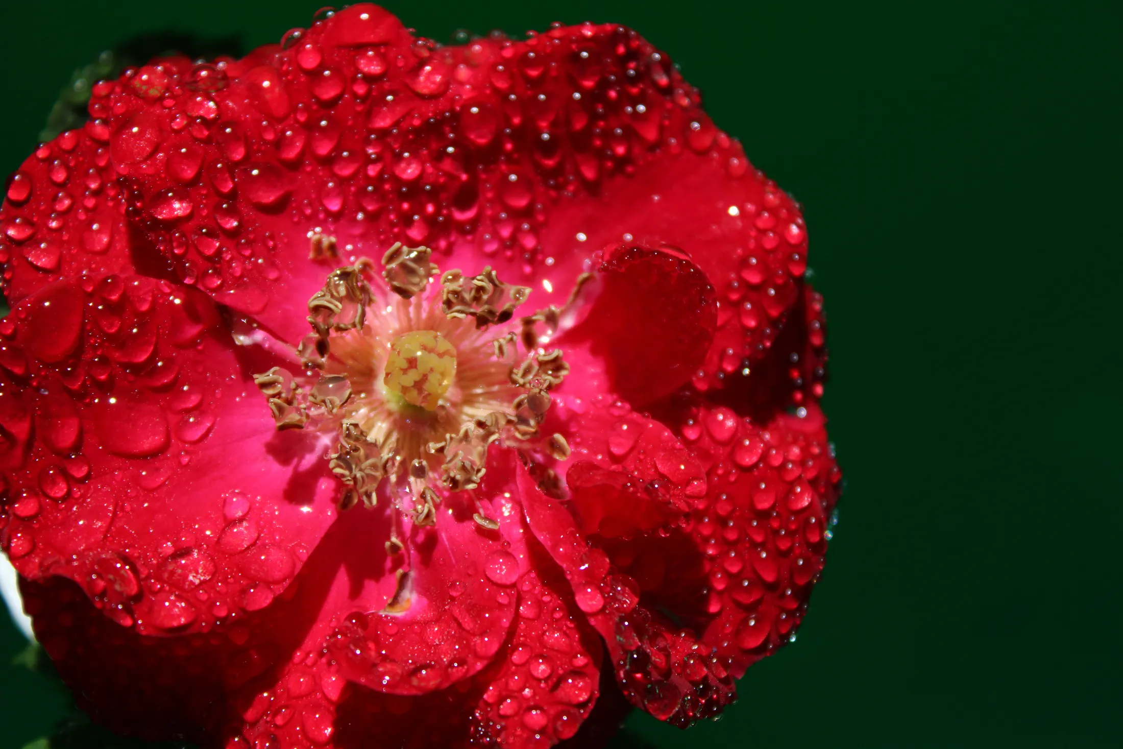 Red Rose