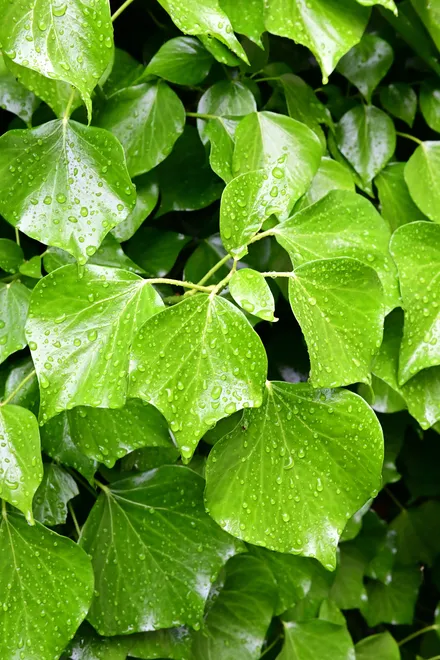Water Droplets