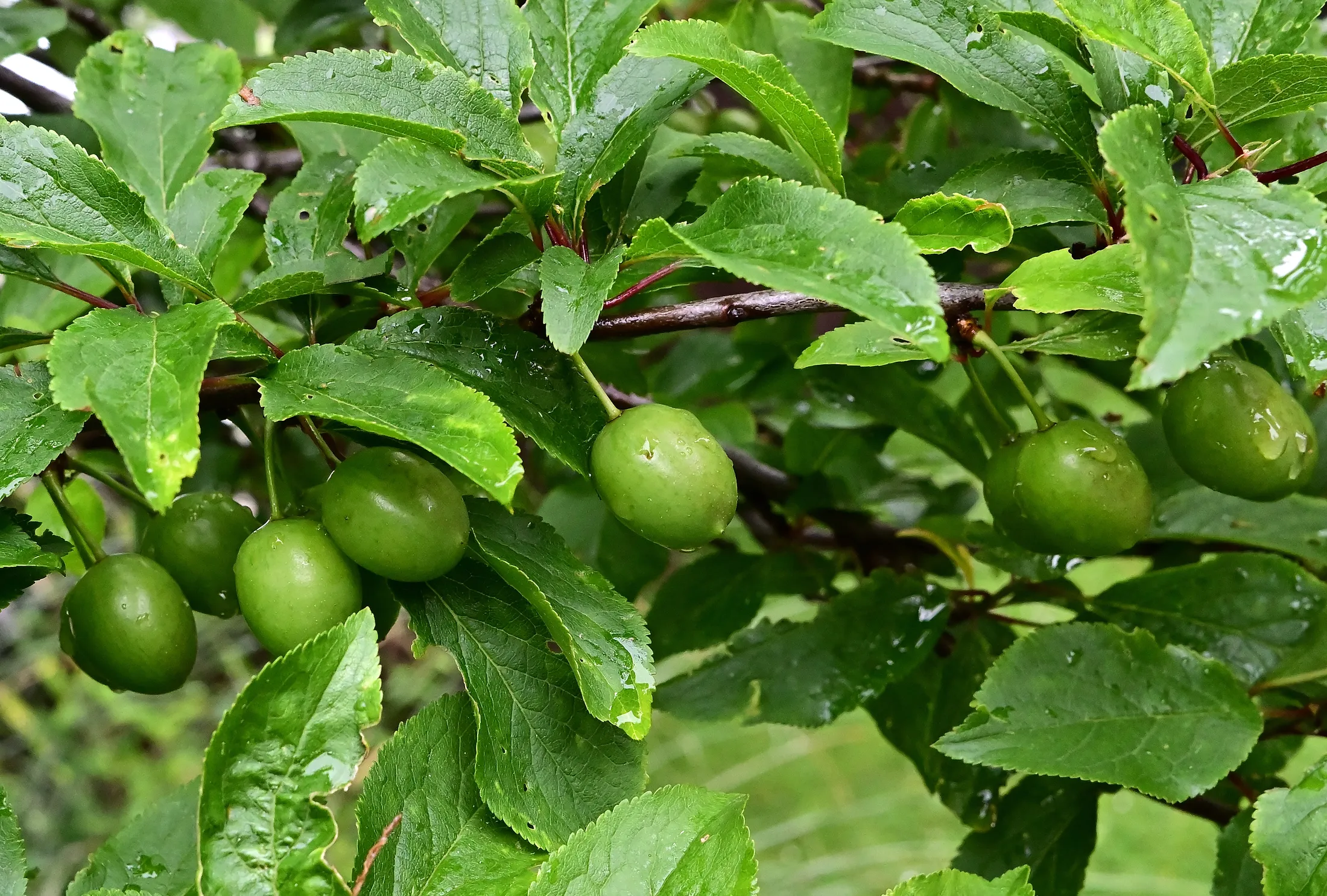 Water Droplets