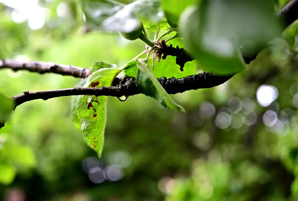 Water Droplets