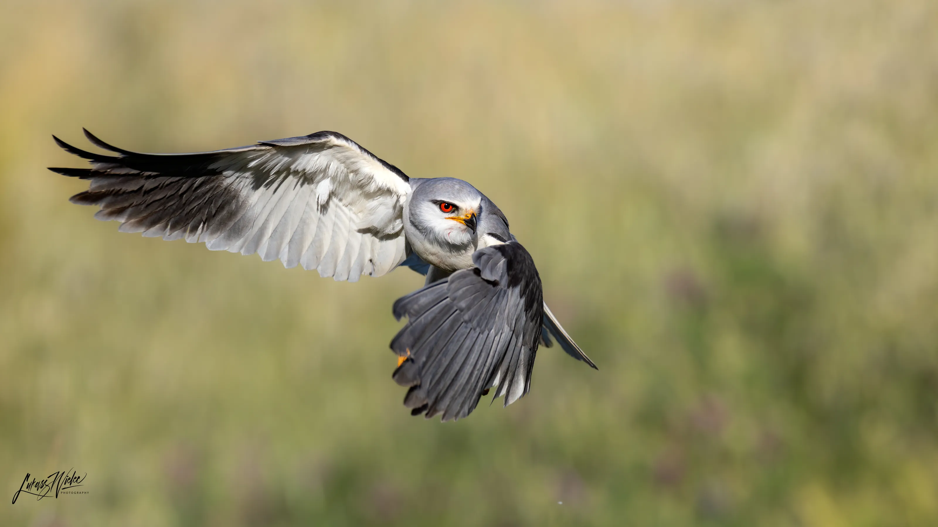 Black-shouldered Kite