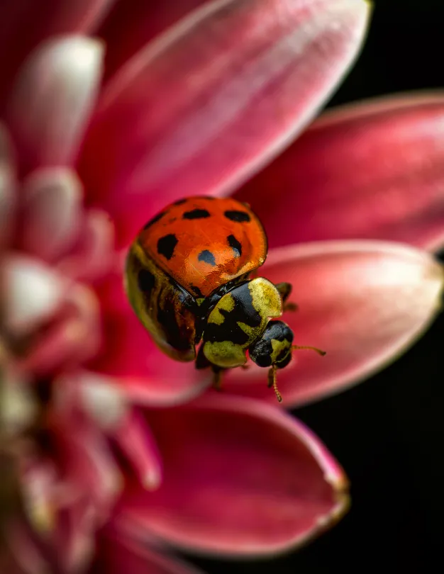 Among the petals