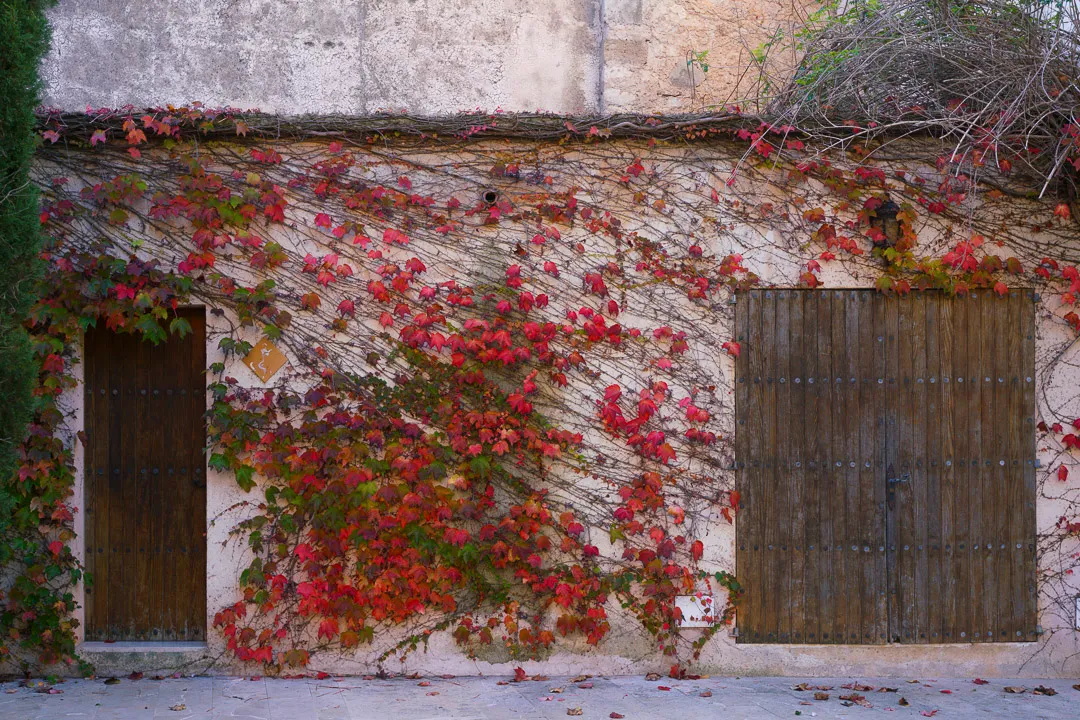 The Red Vine