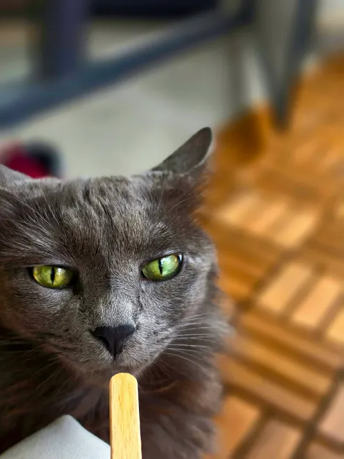 Cat eyes