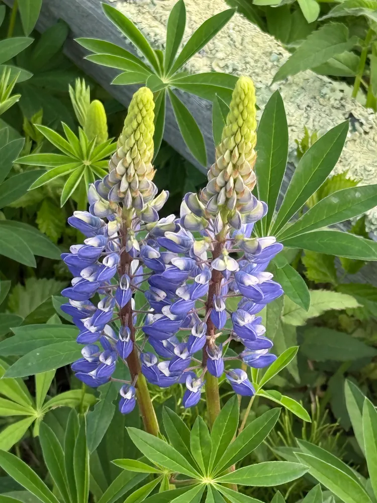 Lupines