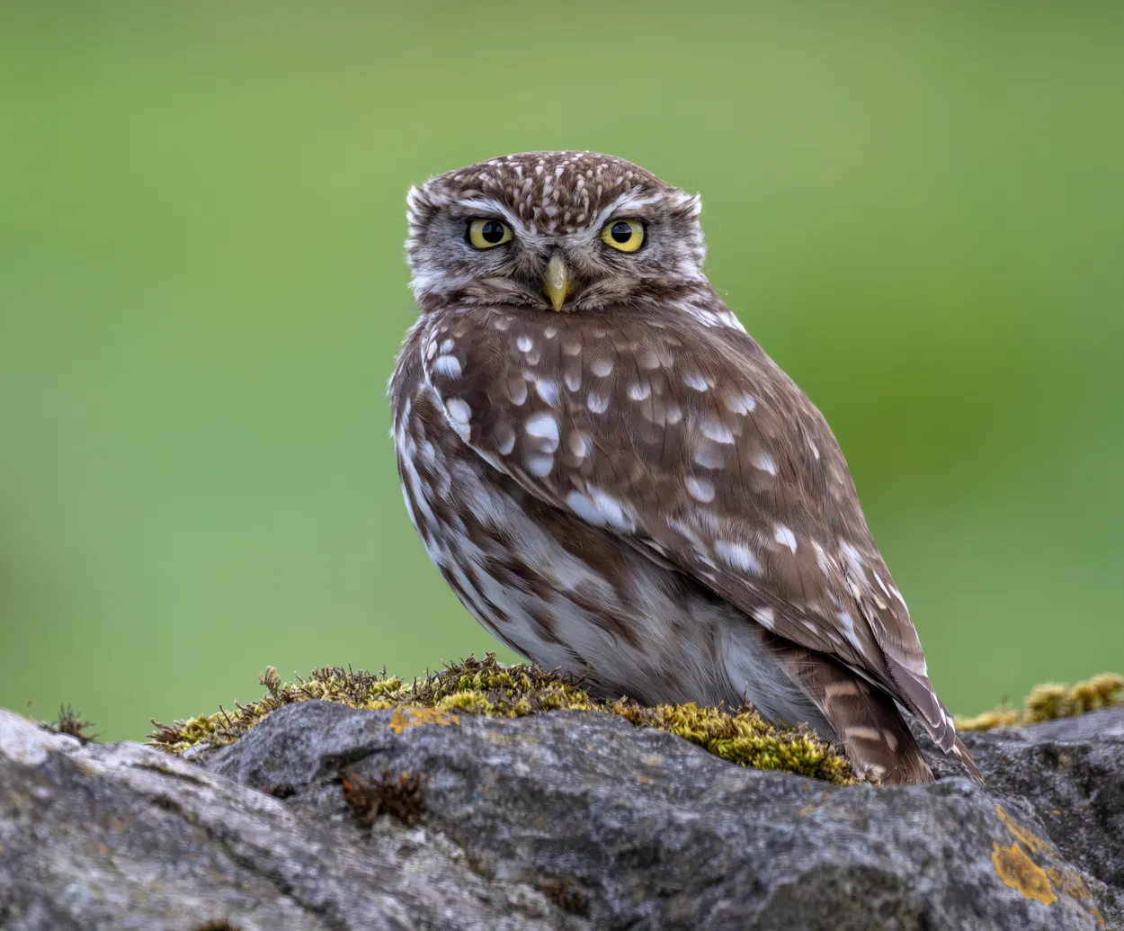 Looking at me, looking at you  (Wild Little Owl)