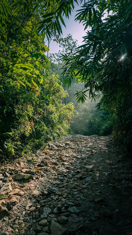 Chasing the Morning Mist