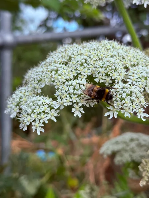 busy little bumblebee