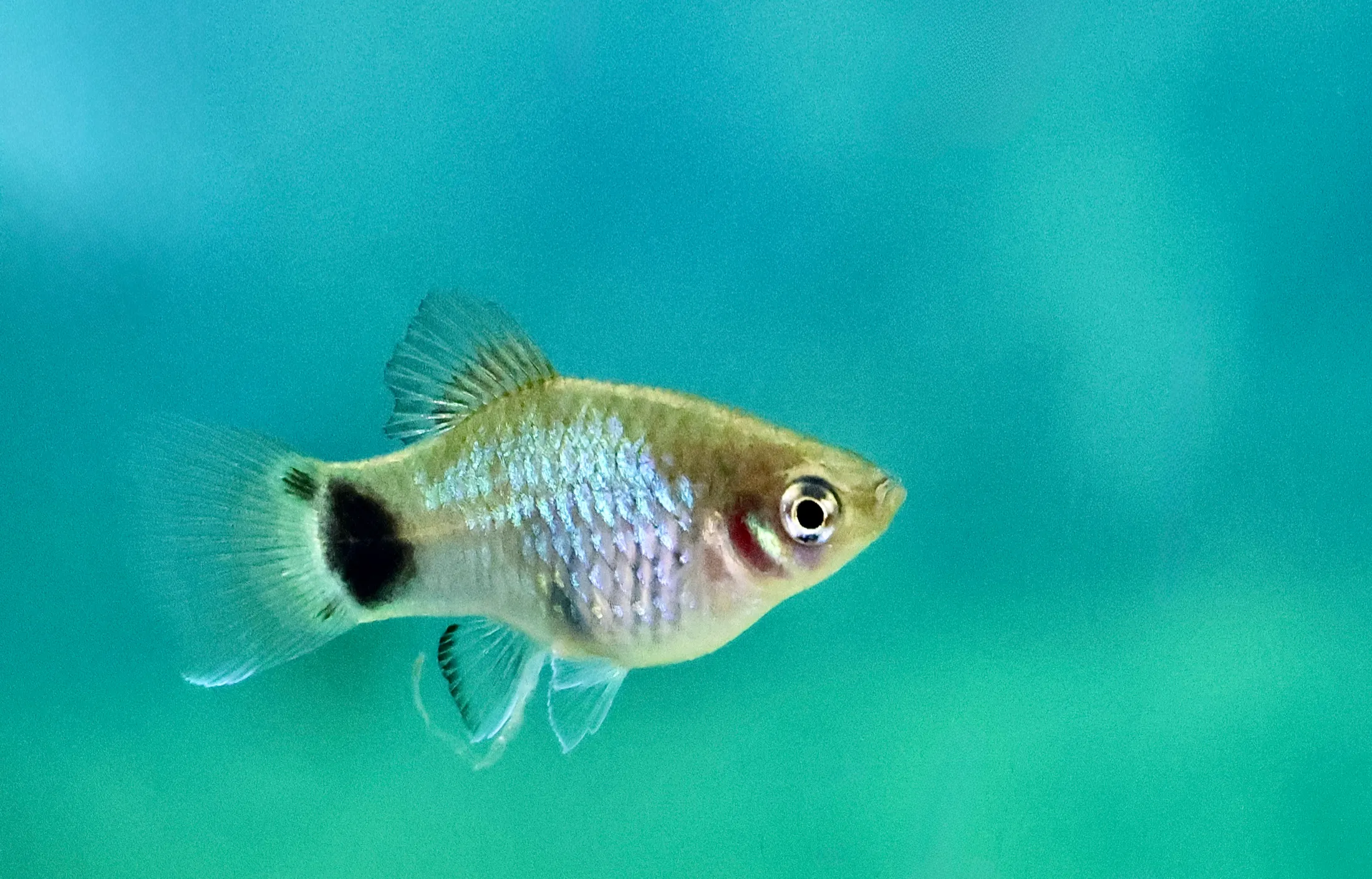 Fish in an Aquarium