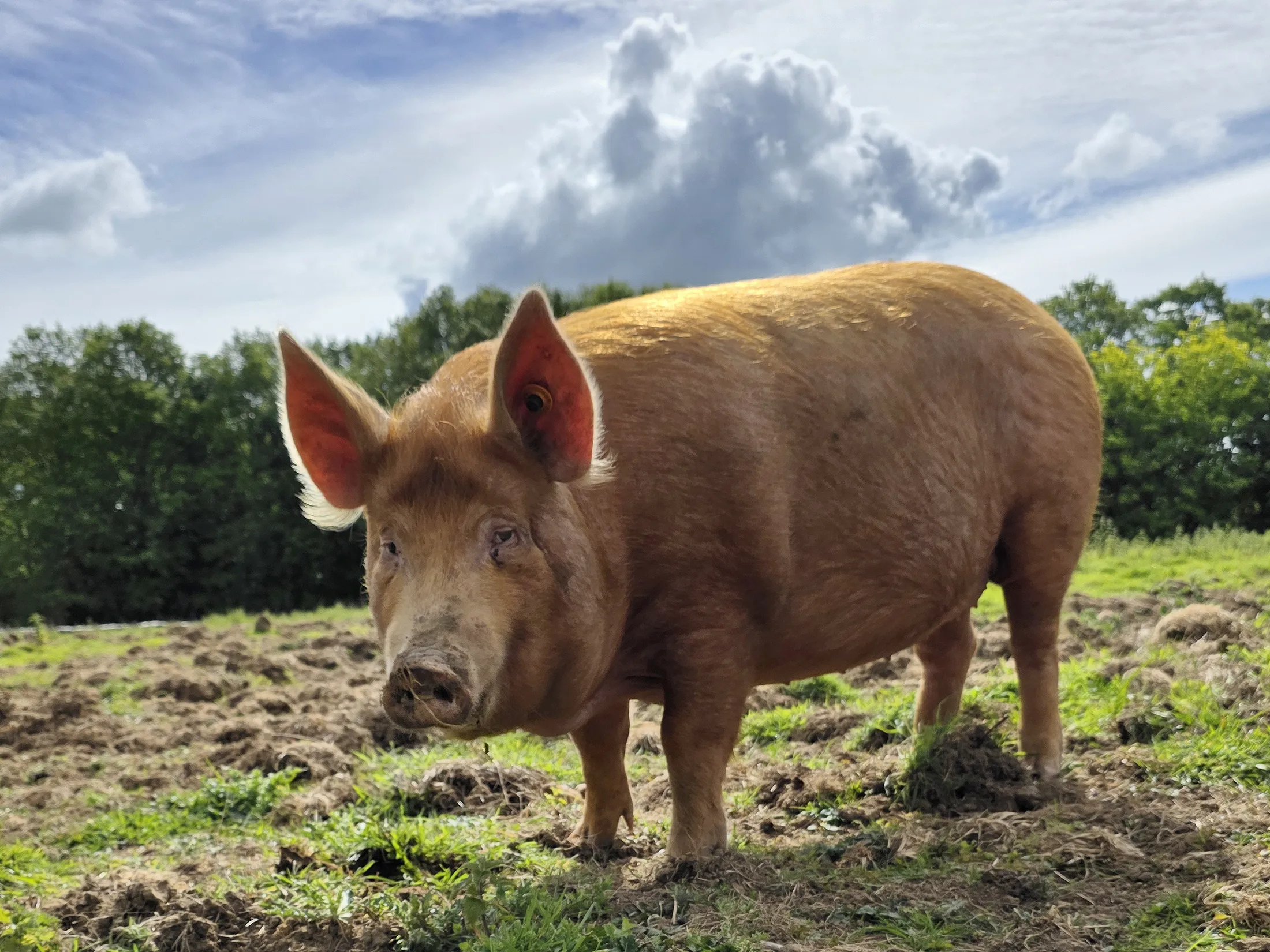 A fine pig