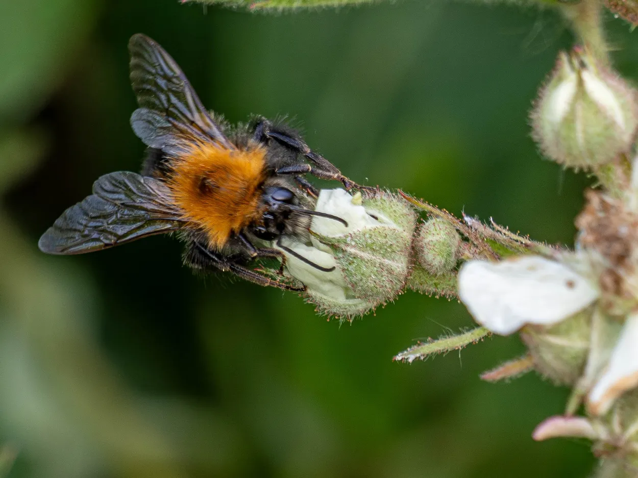 Pollinating