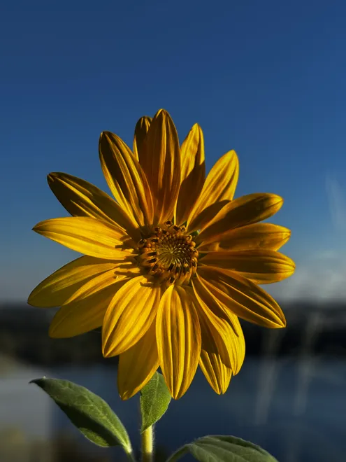 Mystery Seed turned Sunflower