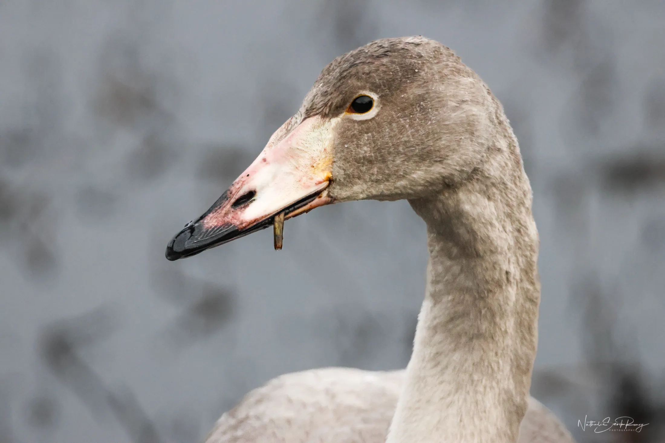 Young swan