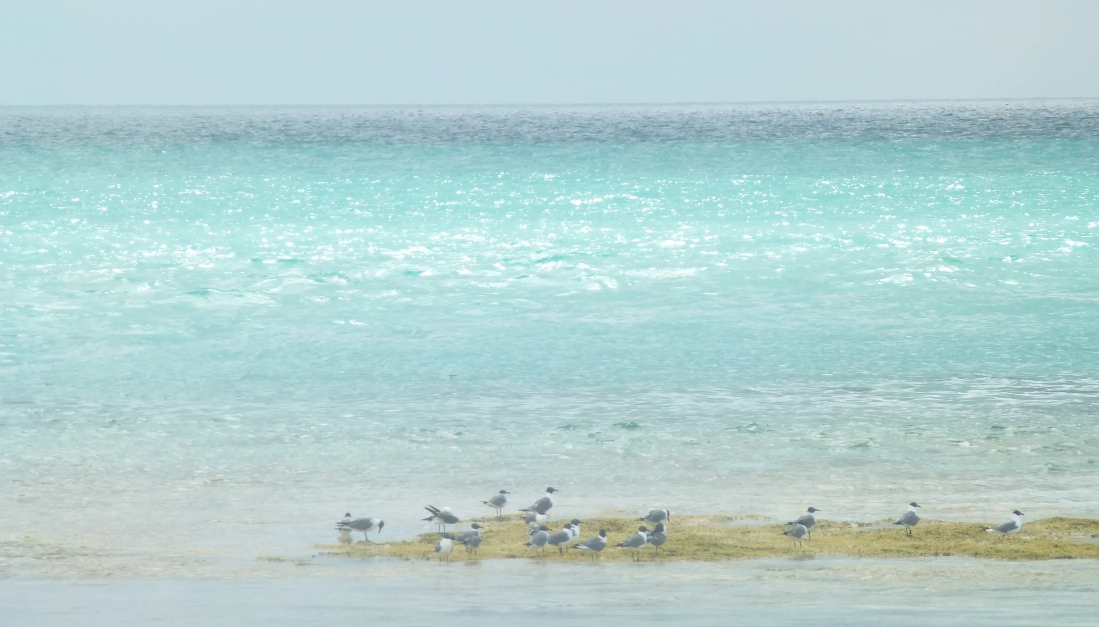 Seagulls