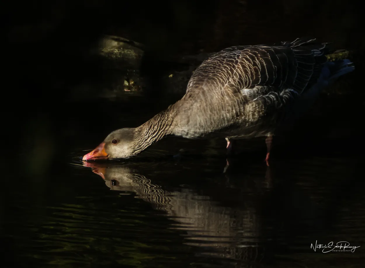 Th goose