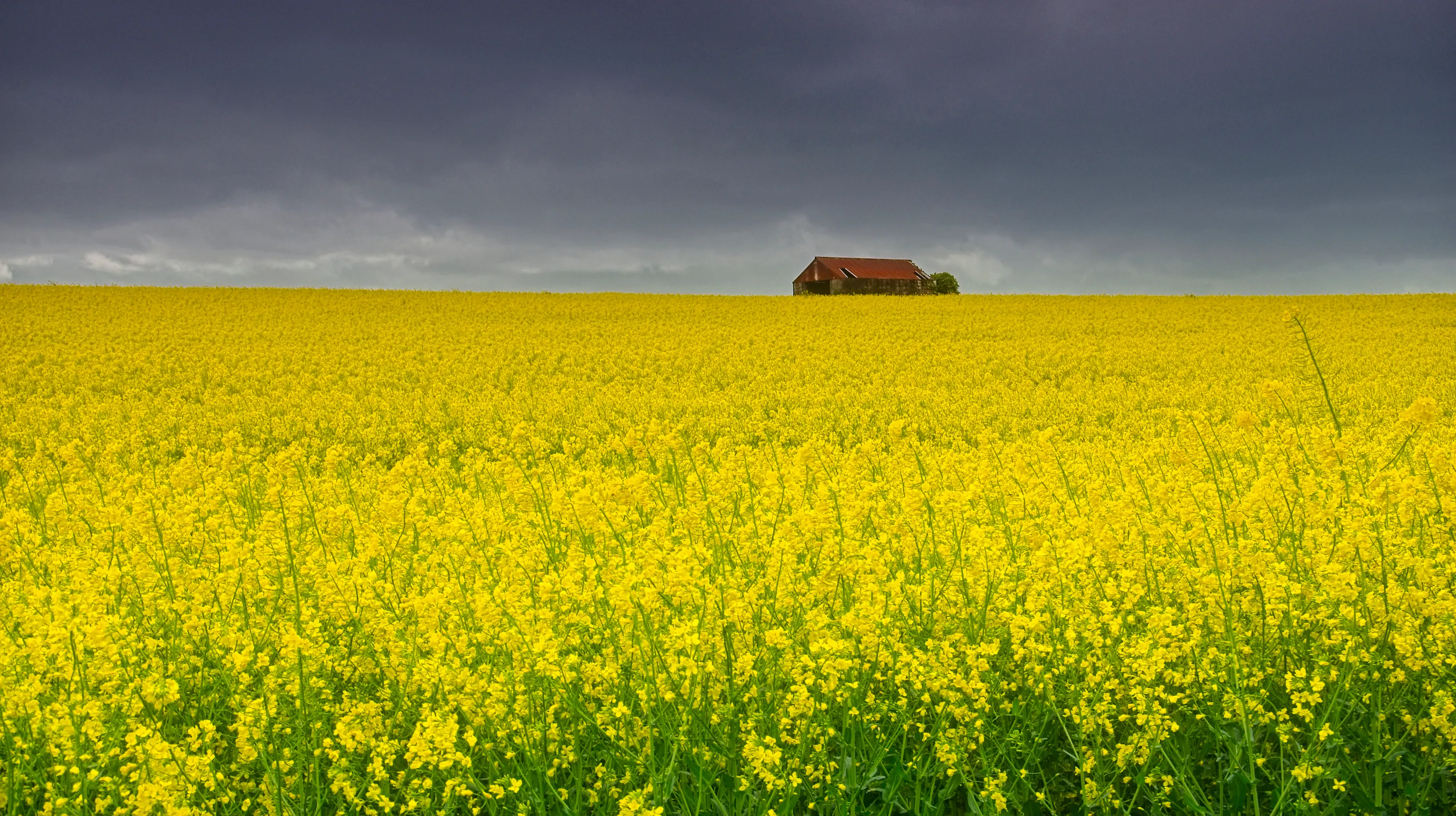Field of oilseed rape