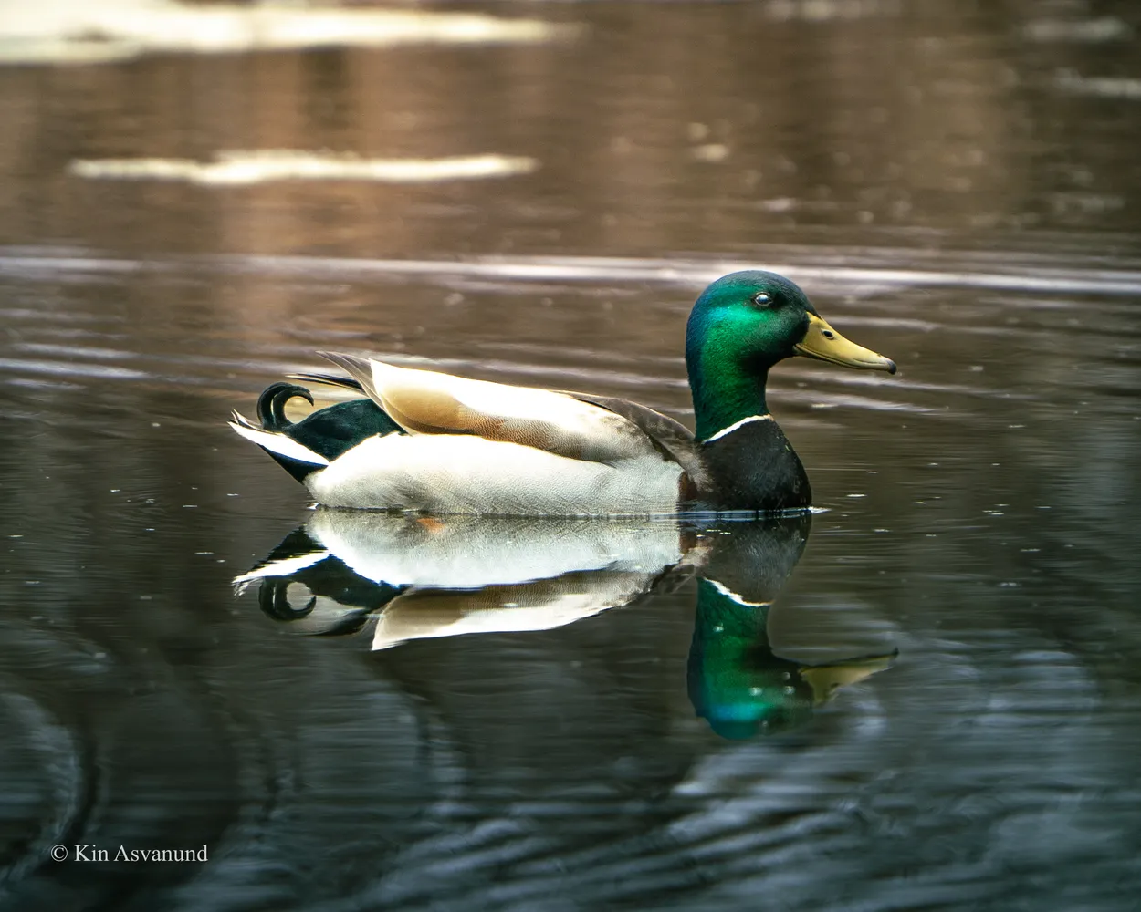 Mallard