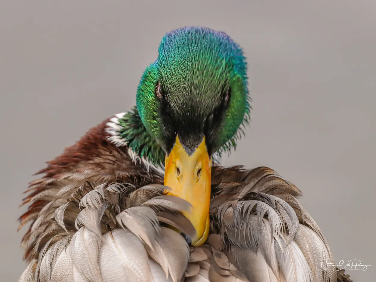The Mallard