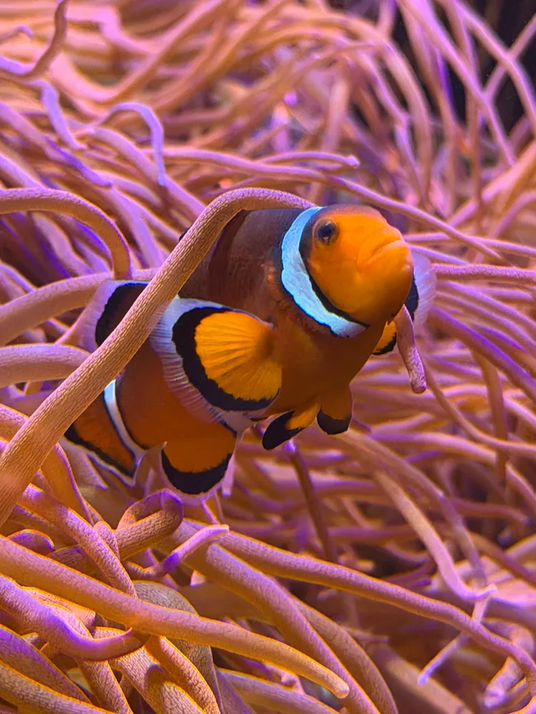 Clownfish