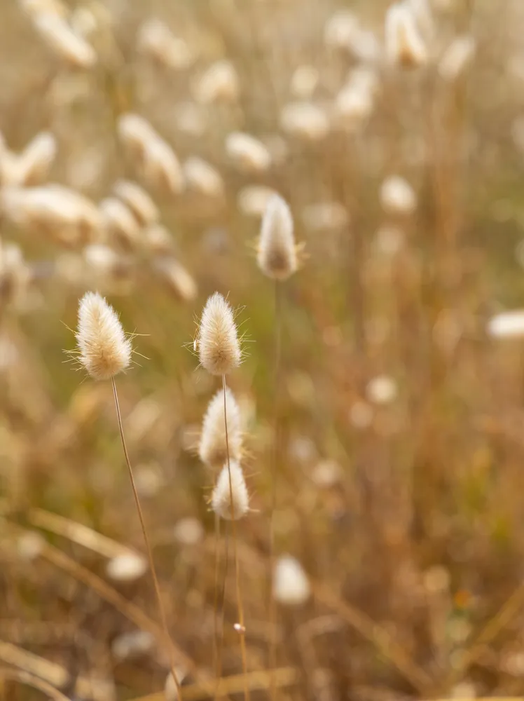 Grass