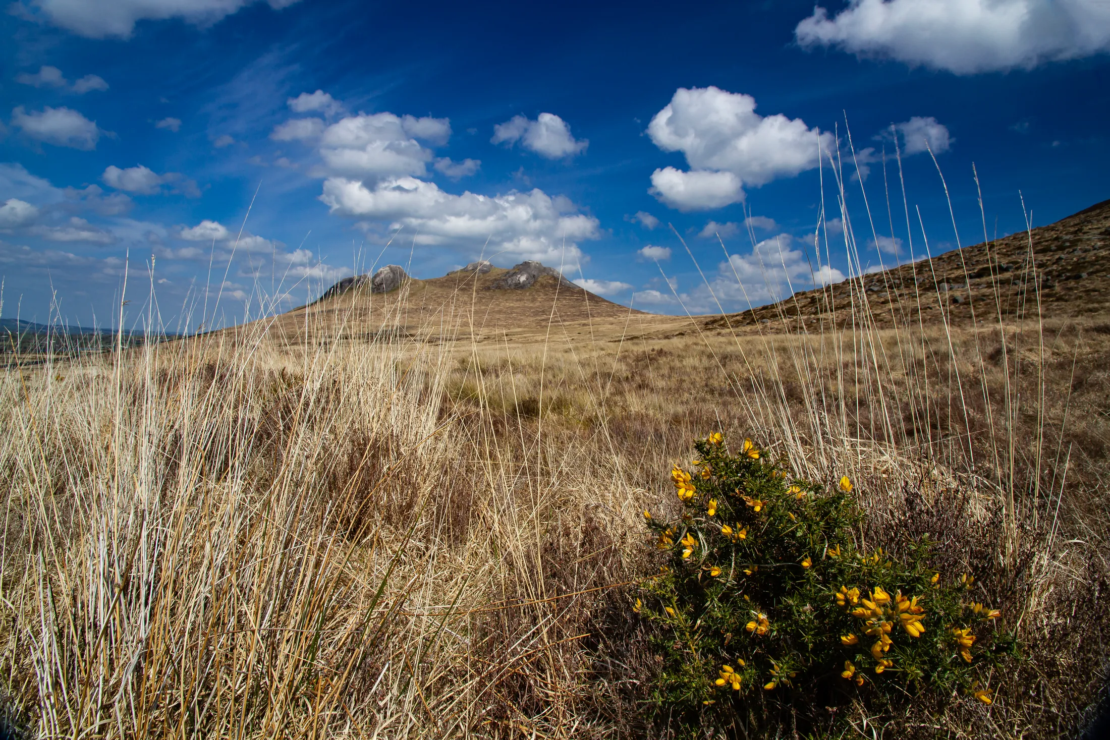 Grass along St Patrick's Way. Mournes
