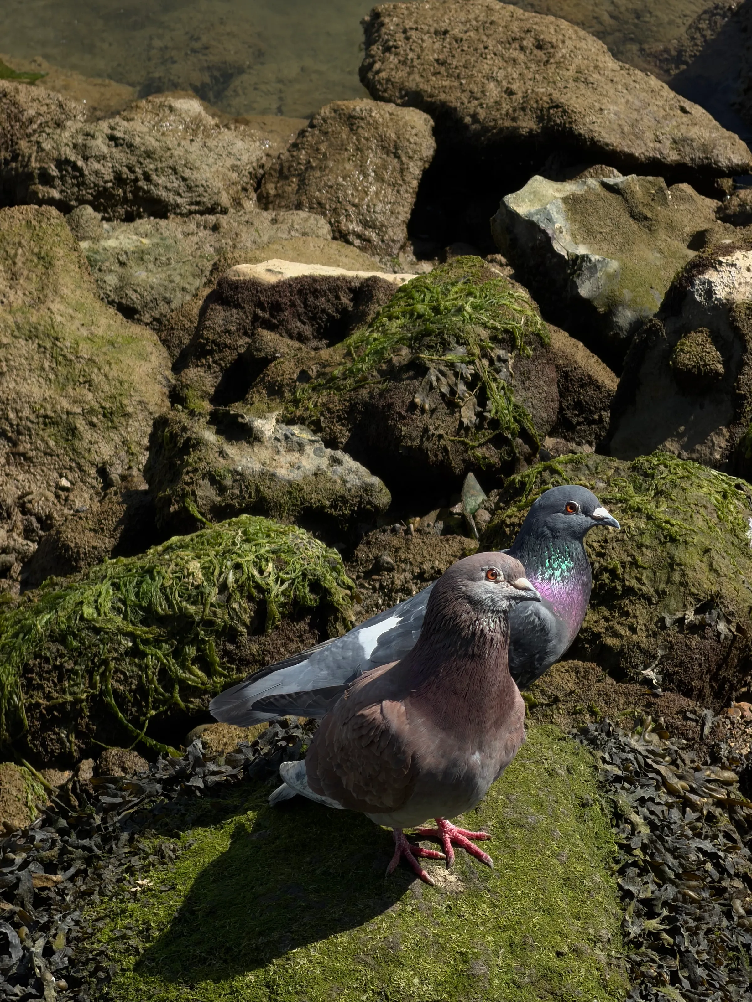 Pigeons standing on the rocks