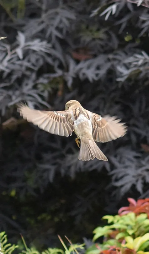 Sparrows flying