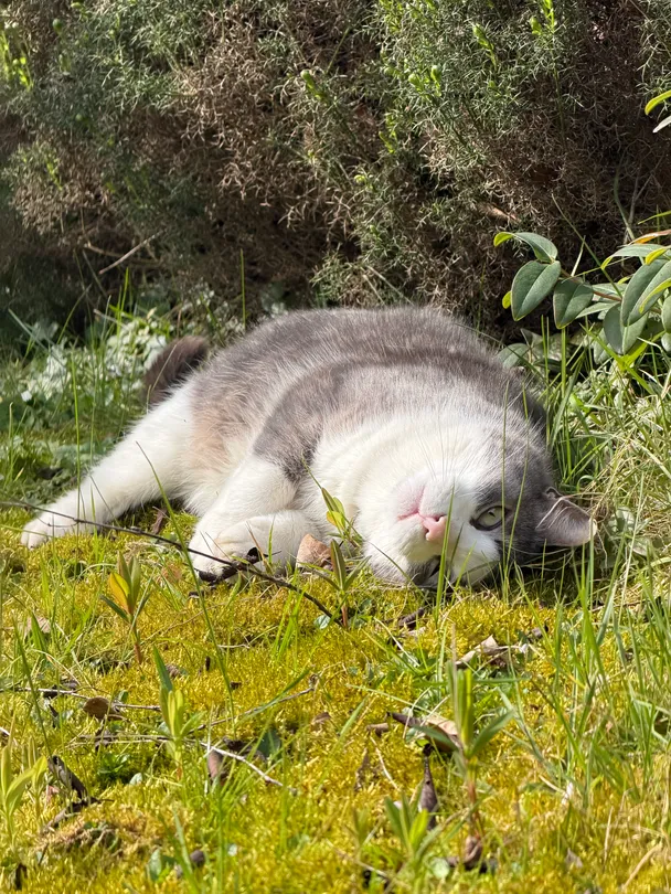 Cat sunbathing