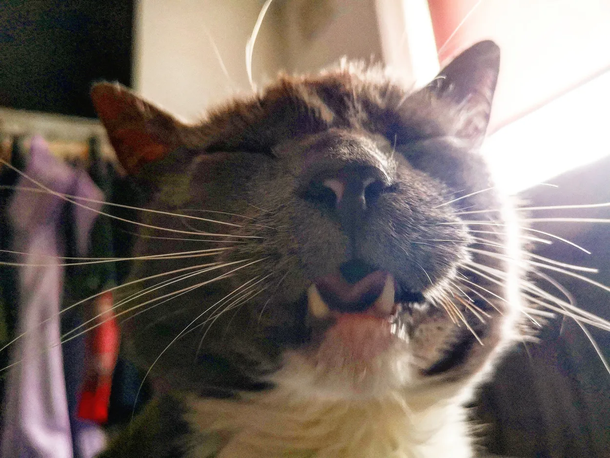 Cat sneeze